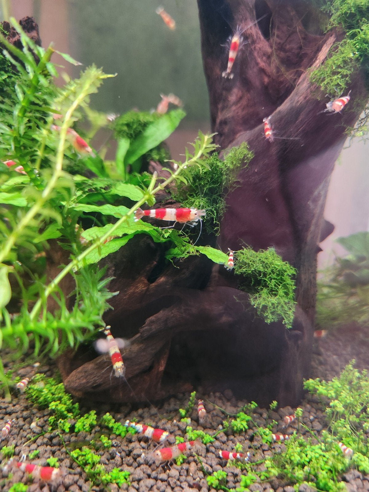 Crystal Red op kraanwater, Dieren en Toebehoren, Kreeft, Krab of Garnaal