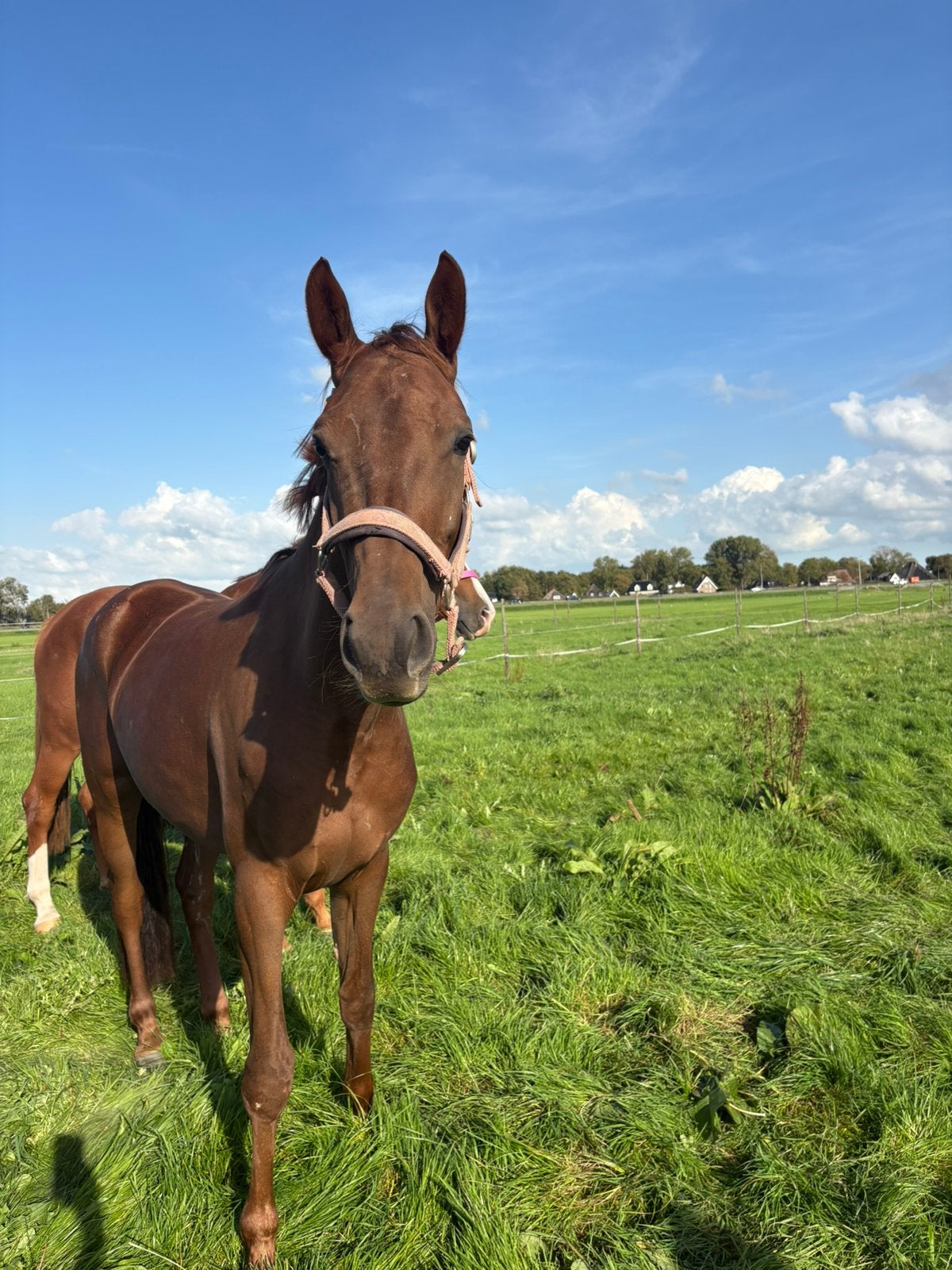 4 jarige merrie weidemaatje, Merrie, 160 tot 165 cm, Dressuurpaard, 3 tot 6 jaar