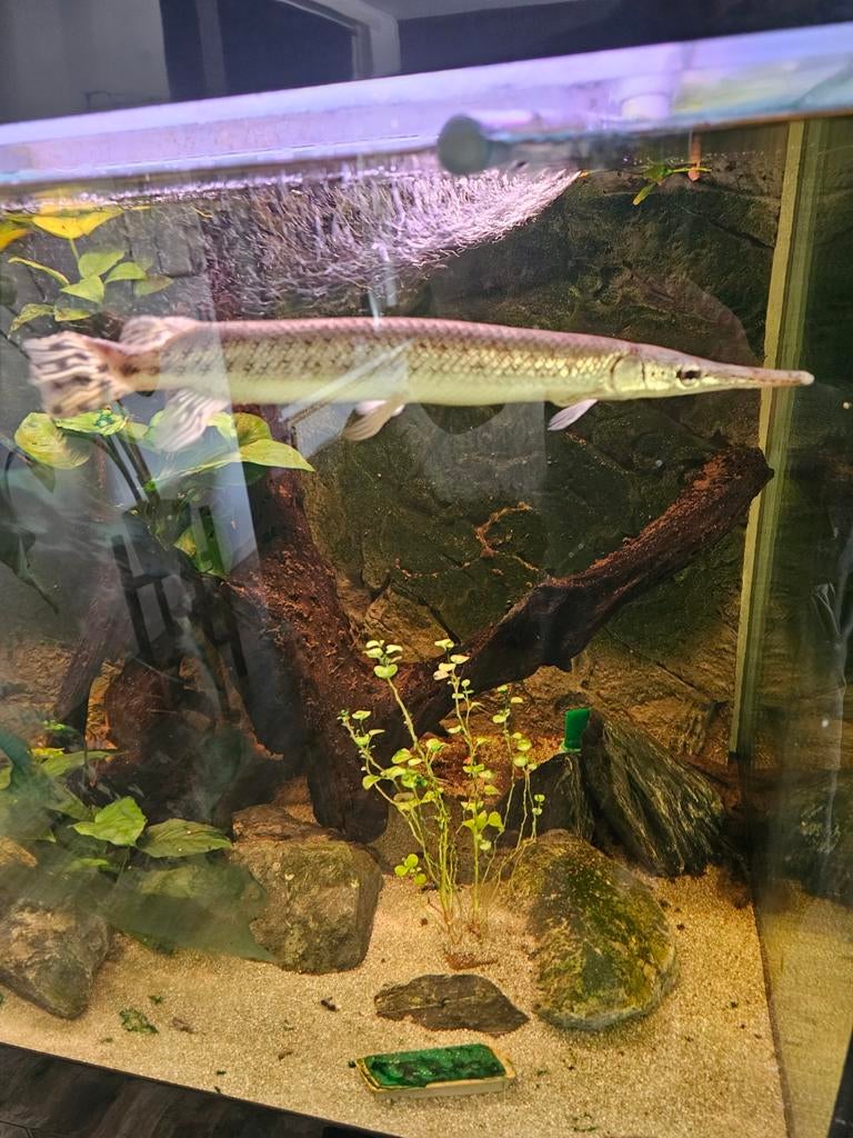 Lepisosteus oculatus aligatorsnoek gar, Dieren en Toebehoren, Vissen | Aquariumvissen, Vis