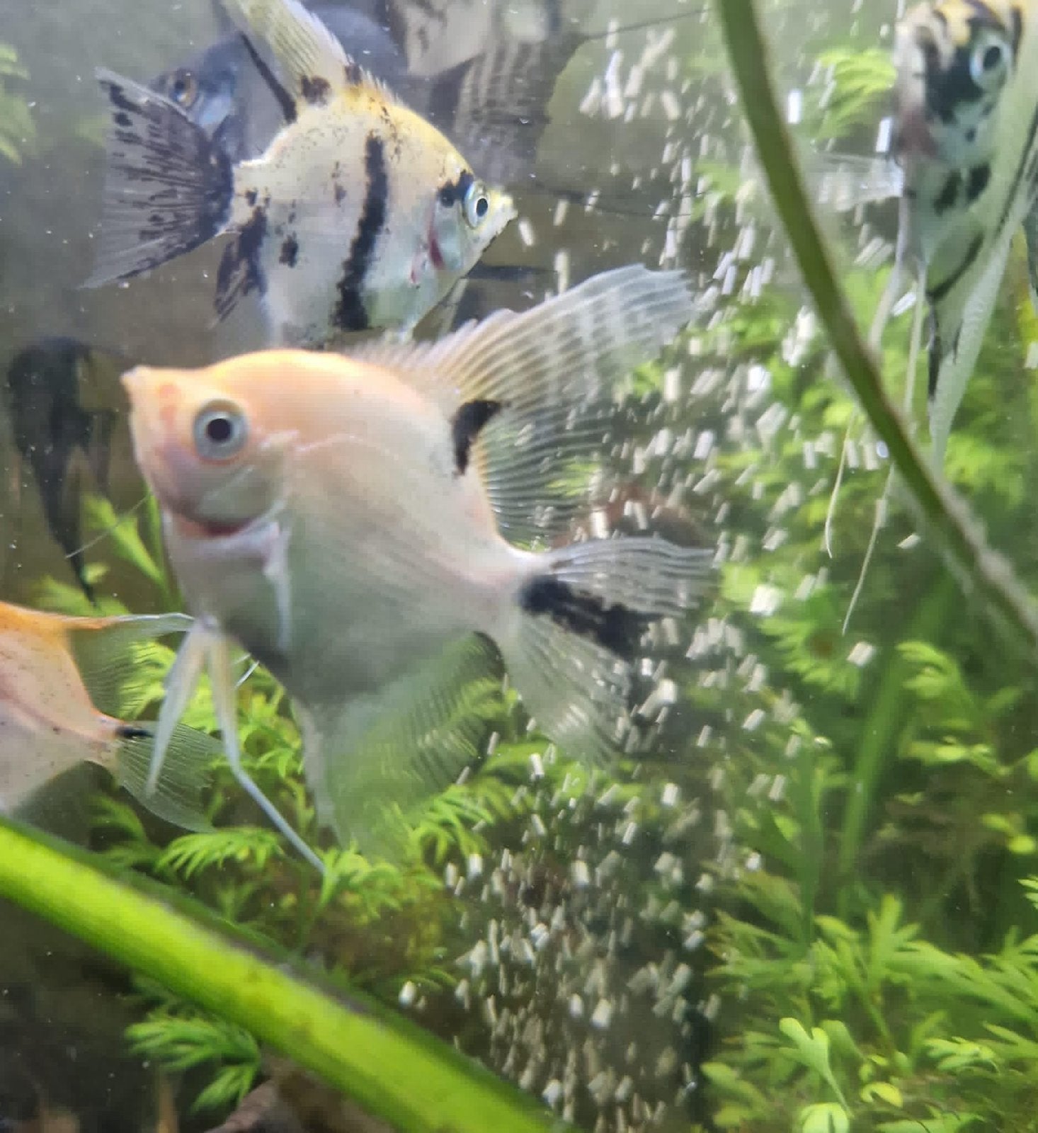 7x Lichtoranje maanvissen 5-6 cm hoog - 3,75 euro per stuk, Vis, Zoetwatervis, Schoolvis