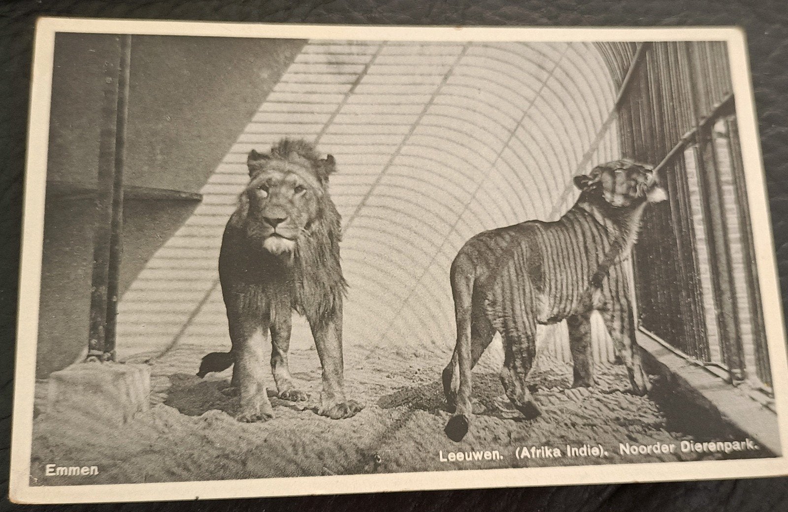 Emmen. Leeuwen Noorder Dierenpark 1937, Ophalen of Verzenden, 1920 tot 1940, Gelopen, Drenthe