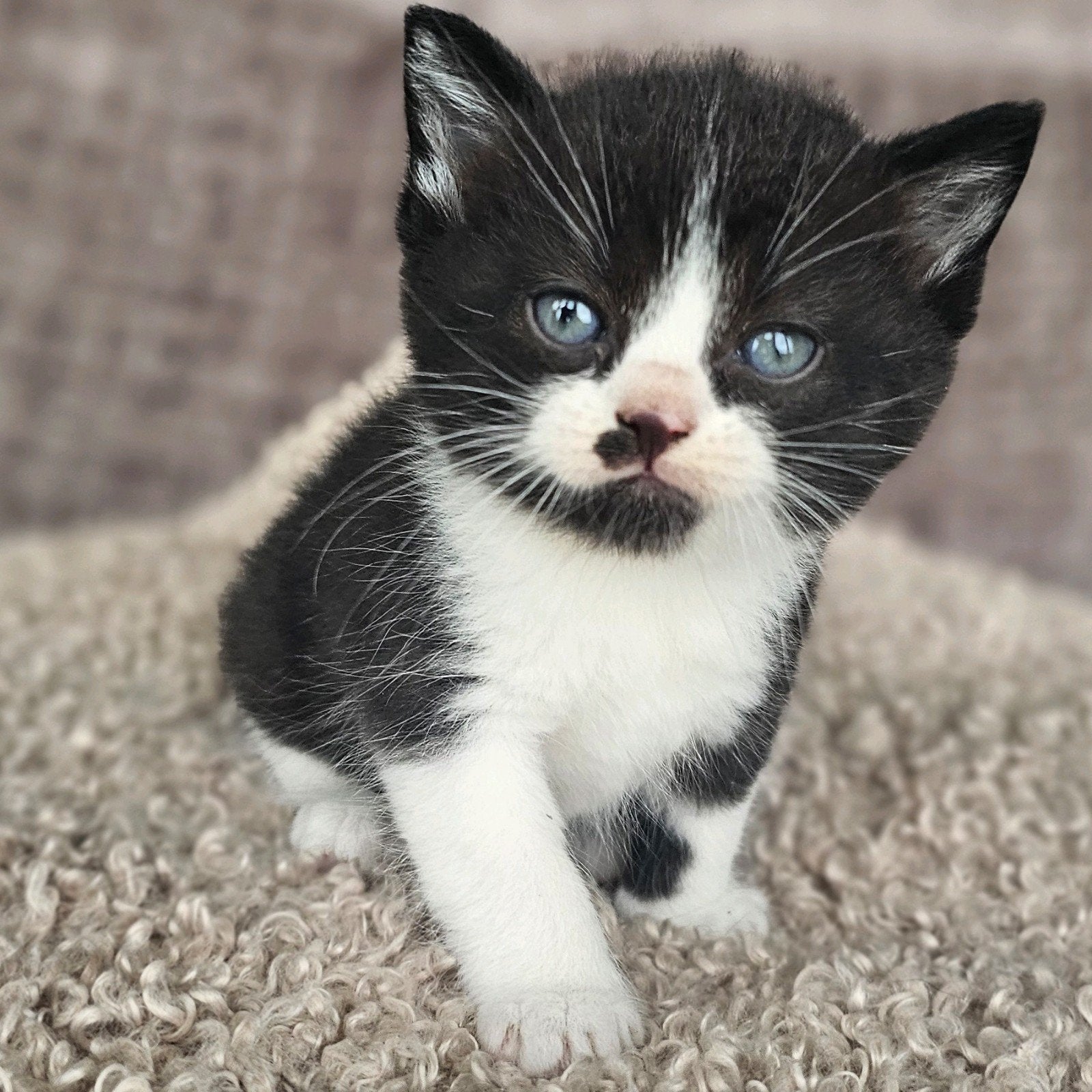 Kittens: moeder britse langhaar, vader Europese korthaar, Meerdere dieren