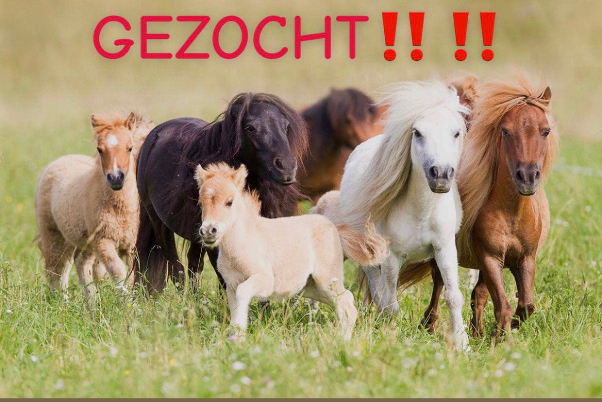 GEZOCHT Shetlander‼️‼️‼️, Ophalen of Verzenden, Zo goed als nieuw, Paarden of Pony's