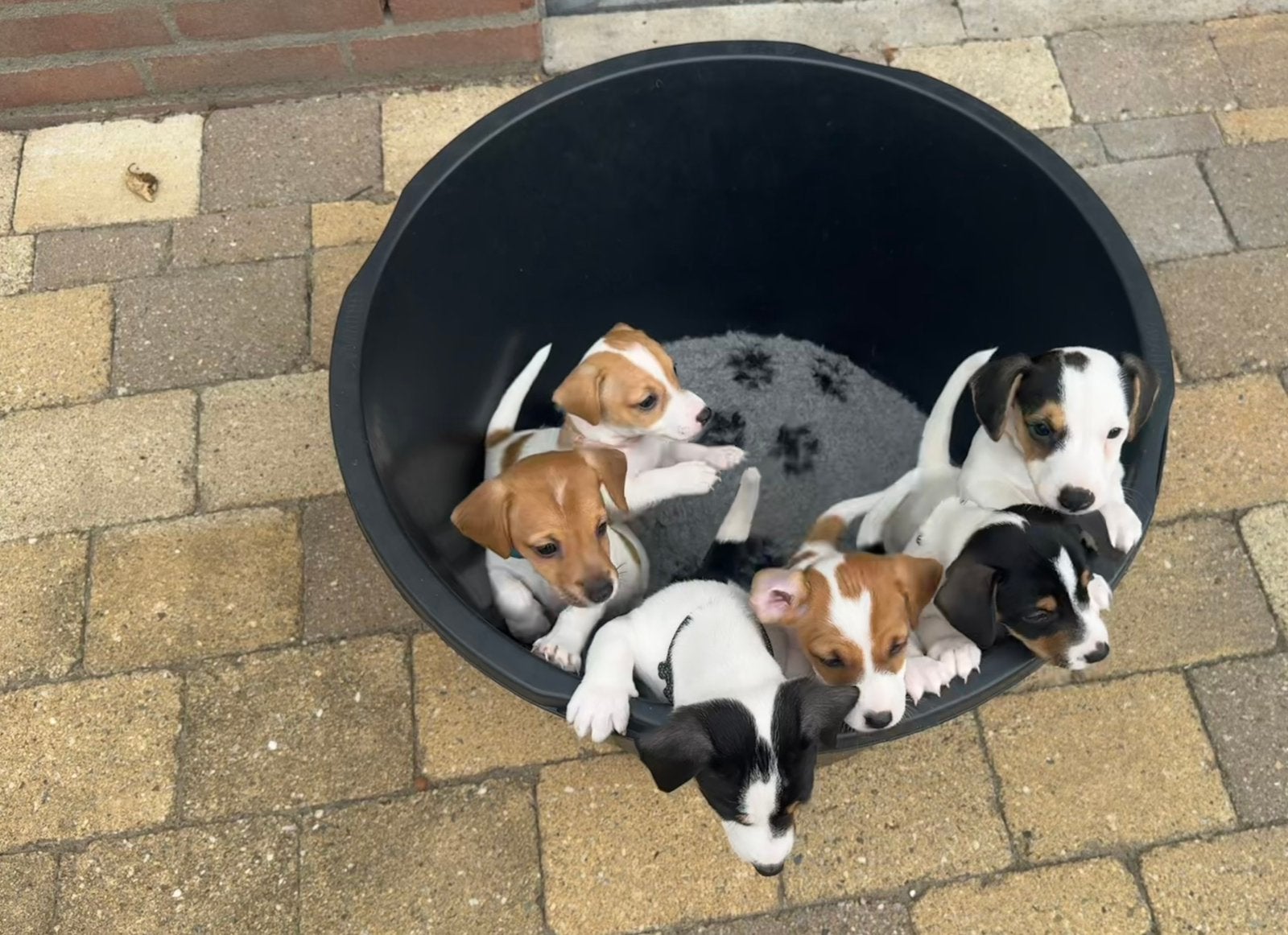 Jack Russell pups te koop, Dieren en Toebehoren, Honden | Niet-rashonden, Parvo, 8 tot 15 weken, Meerdere, Meerdere dieren