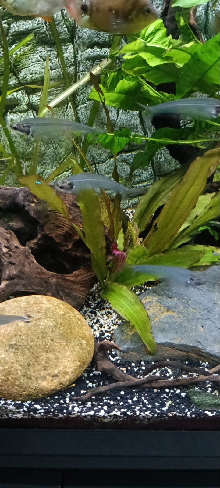 Te koop Aquarium Aqualantis, Vis