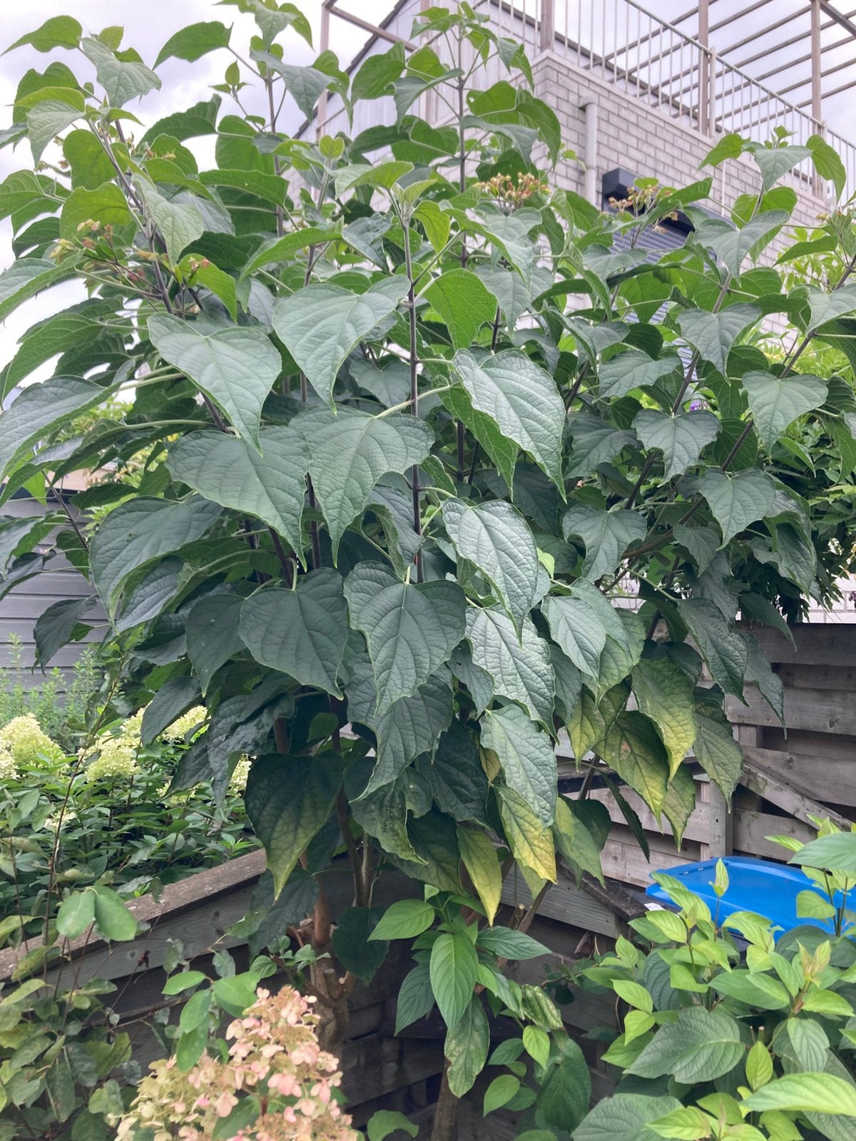Pindakaasboom clerodendrum trichotomum, Ophalen, Overige soorten, Struik, 250 cm of meer