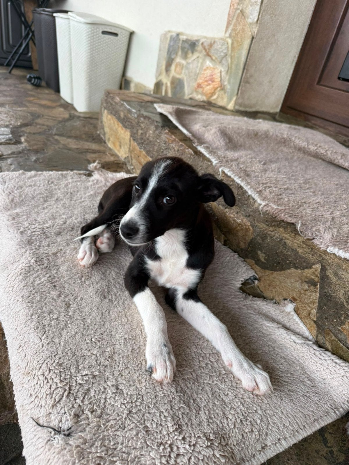 teef Sira adoptiehond, puppy zoekt baas, Dieren en Toebehoren, Particulier, 8 tot 15 weken, Buitenland, Teef
