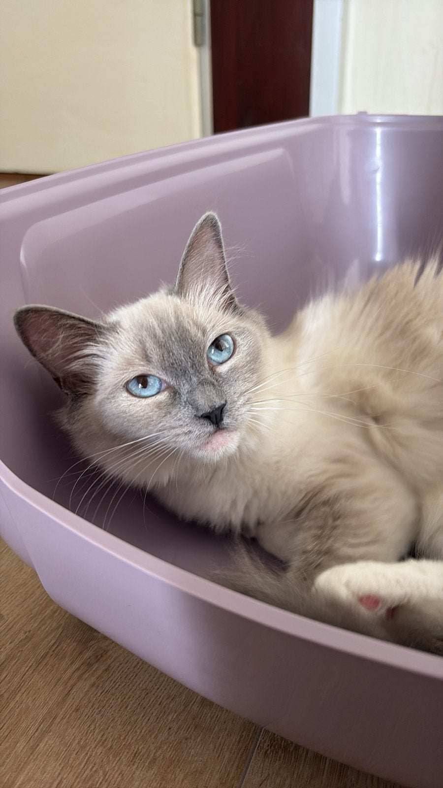 Ragdoll raszuiver, Poes