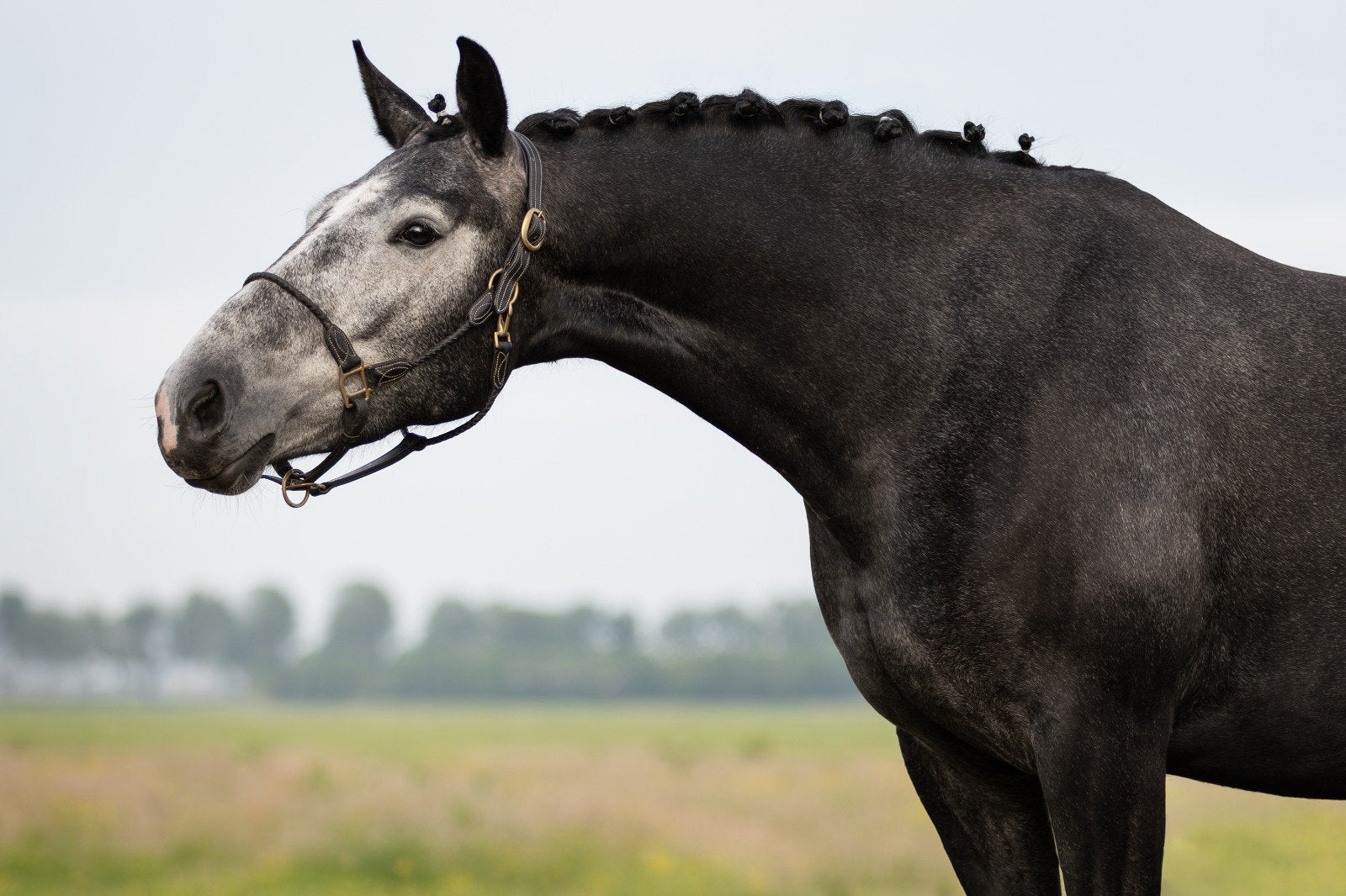 Zeer aansprekende 4 jarige Total Hope (Totilas) merrie, Dieren en Toebehoren, Paarden, Merrie, Met stamboom, Dressuurpaard, 3 tot 6 jaar