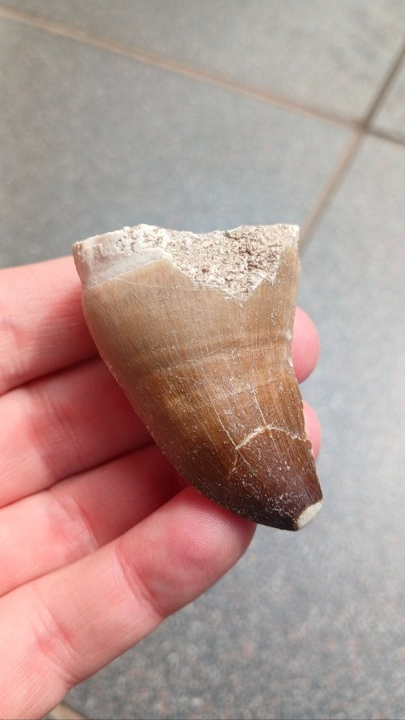 Zeer grote fossiele Mosasaurus tand uit Marokko dinosaurus, Verzamelen, Ophalen of Verzenden, Fossiel