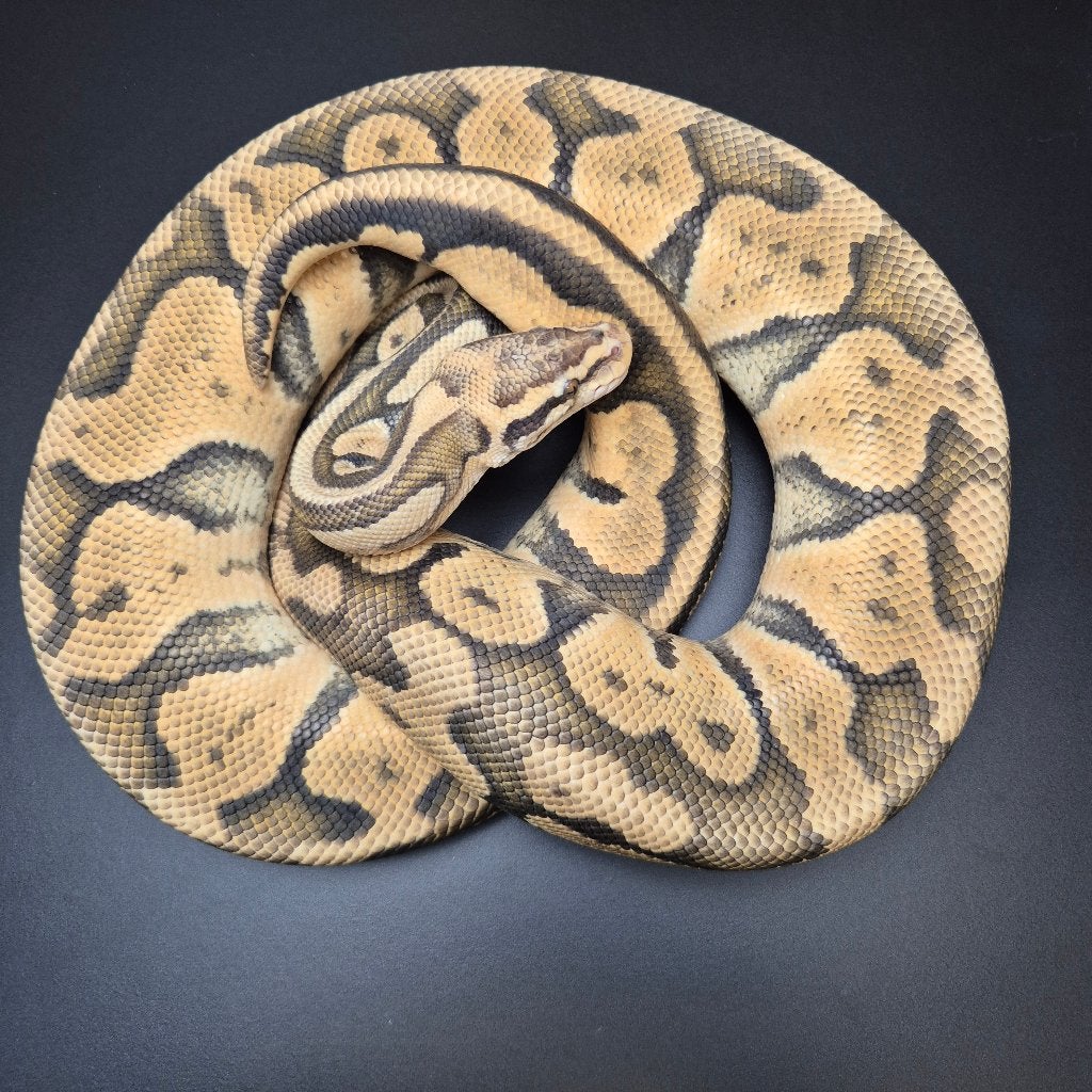 super pastel hypo pb. regius Ball Python - unknown for sale from Roundhog serpents