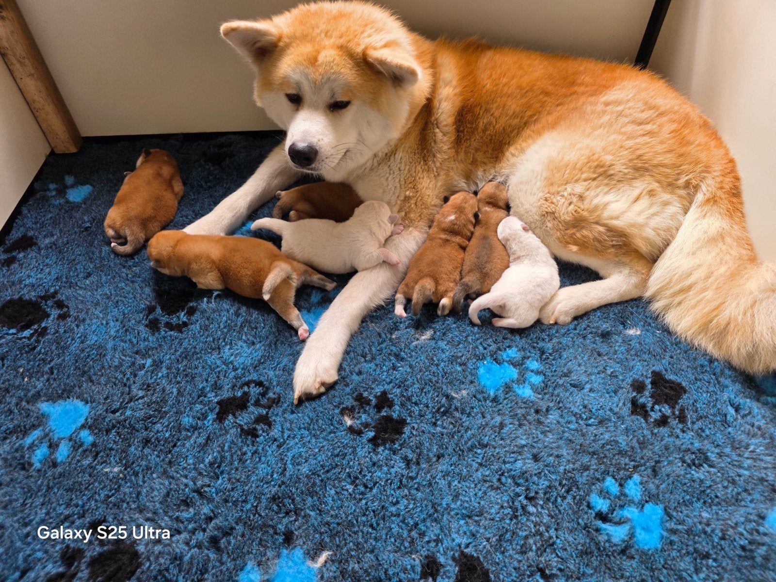 akita inu puppy's, Dieren en Toebehoren, Poolhond, Meerdere, Meerdere dieren, Nederland
