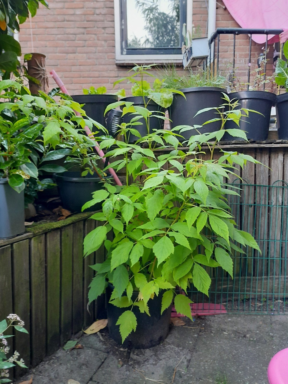 Bossage rode frambozen biologisch inclusief frambozen, Tuin en Terras, Planten | Tuinplanten, Ophalen, Volle zon