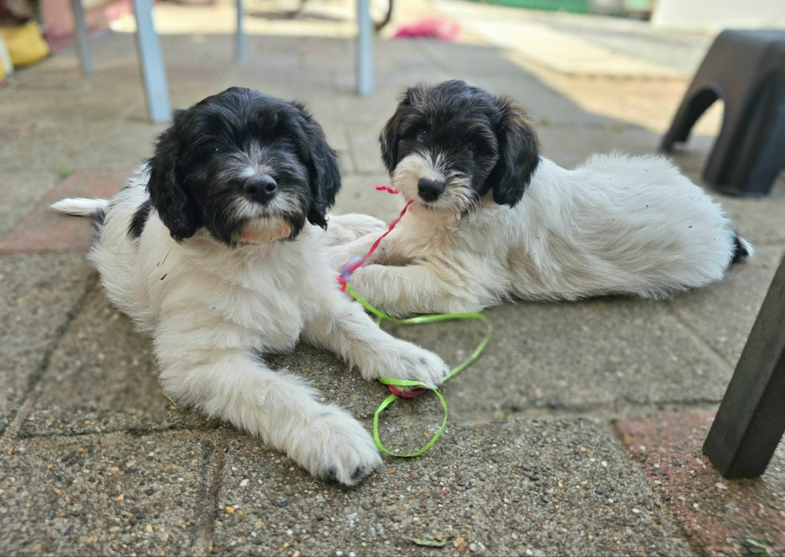 Super leuke en lieve doodle-mix pups!, Dieren en Toebehoren, Parvo, Overige rassen, 8 tot 15 weken, Meerdere