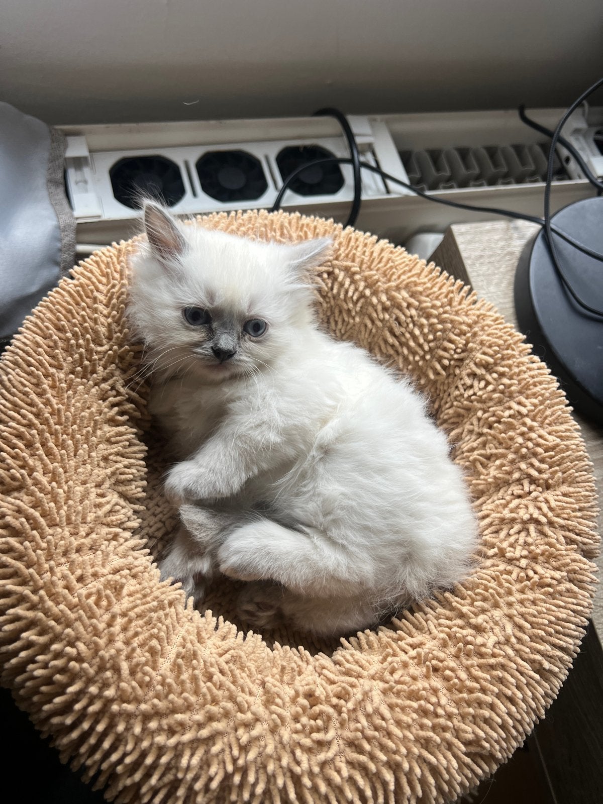 Lief Birman kitten zoekt een liefdevol thuis, Dieren en Toebehoren, Poes