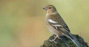 Bok vink pop, Vrouwelijk, Wildzangvogel, Geringd