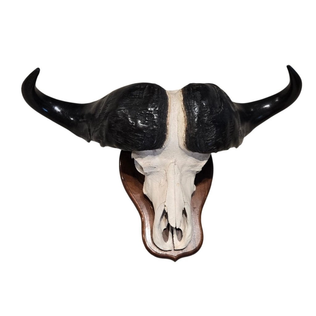 Schedel van een Kafferbuffel XL, Verzamelen, Ophalen of Verzenden, Nieuw, Boerderijdier, Gewei of Kop