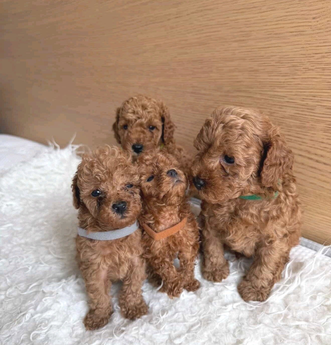 Toy poedel - 2 meisjes & 2 jongens (ouders bij ons), Poedel, Parvo, 8 tot 15 weken, Meerdere