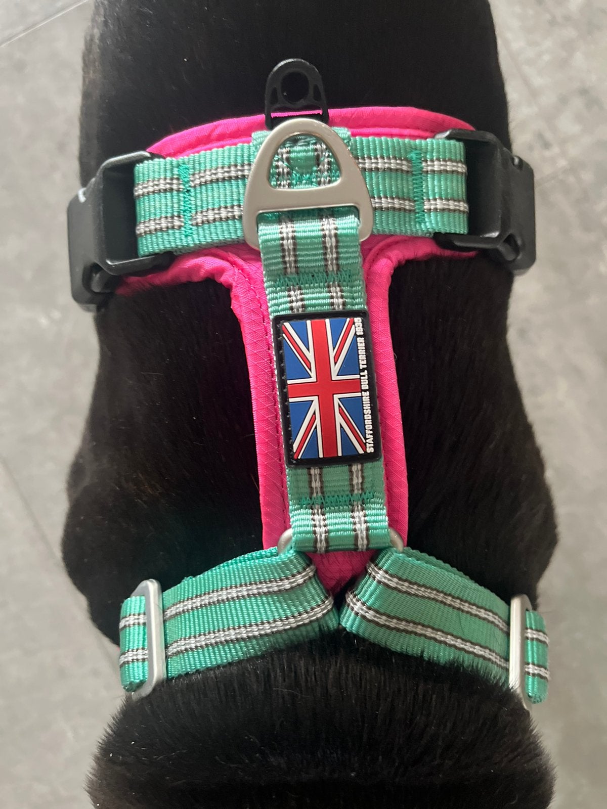 Staffordshire Bull Terrier 1935 Harness & Leash Set, Dieren en Toebehoren, Ophalen of Verzenden, Zo goed als nieuw