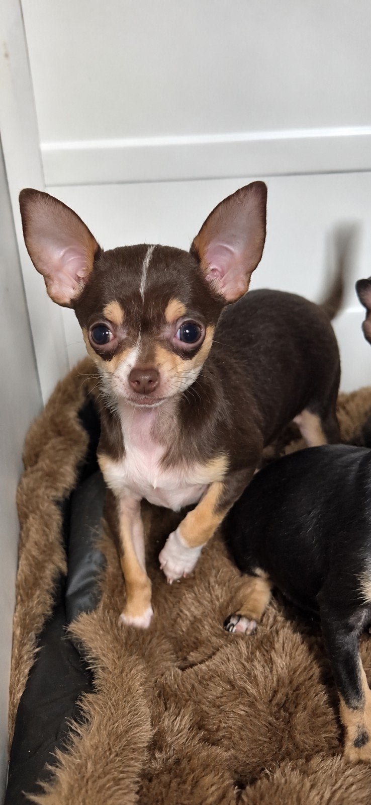 Prachtige Chihuahua pups – reutje & teefje, CDV (hondenziekte), 8 tot 15 weken, Meerdere, Meerdere dieren