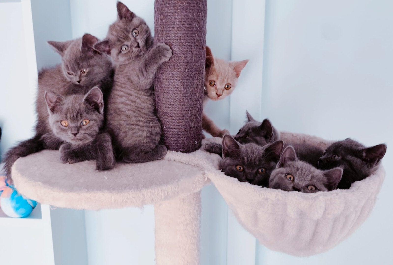 Britse korthaar kittens, Meerdere dieren, Ontwormd, 0 tot 2 jaar