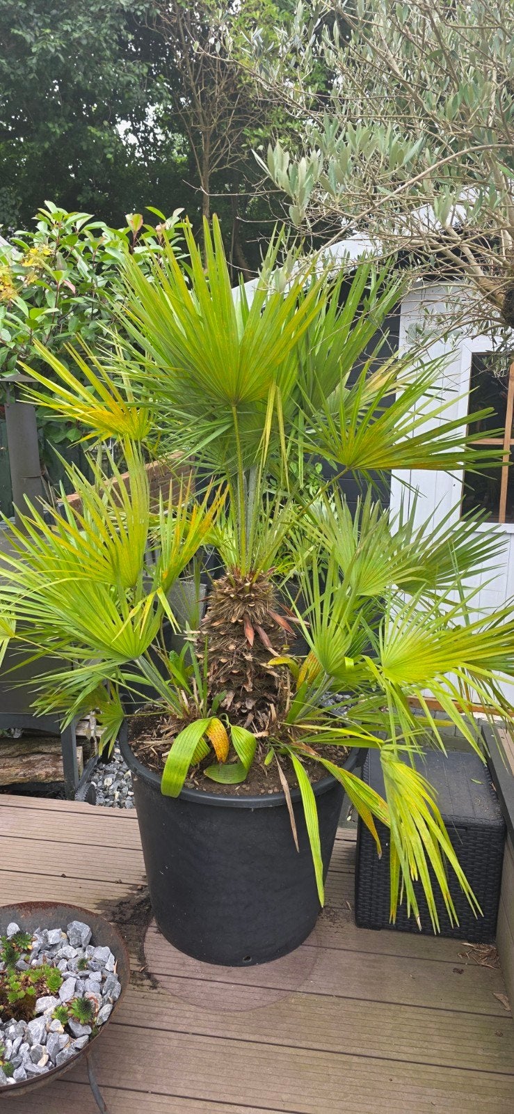dwerpalm /  waaierpalm, Tuin en Terras, Overige soorten, 100 tot 250 cm, Zomer, Ophalen
