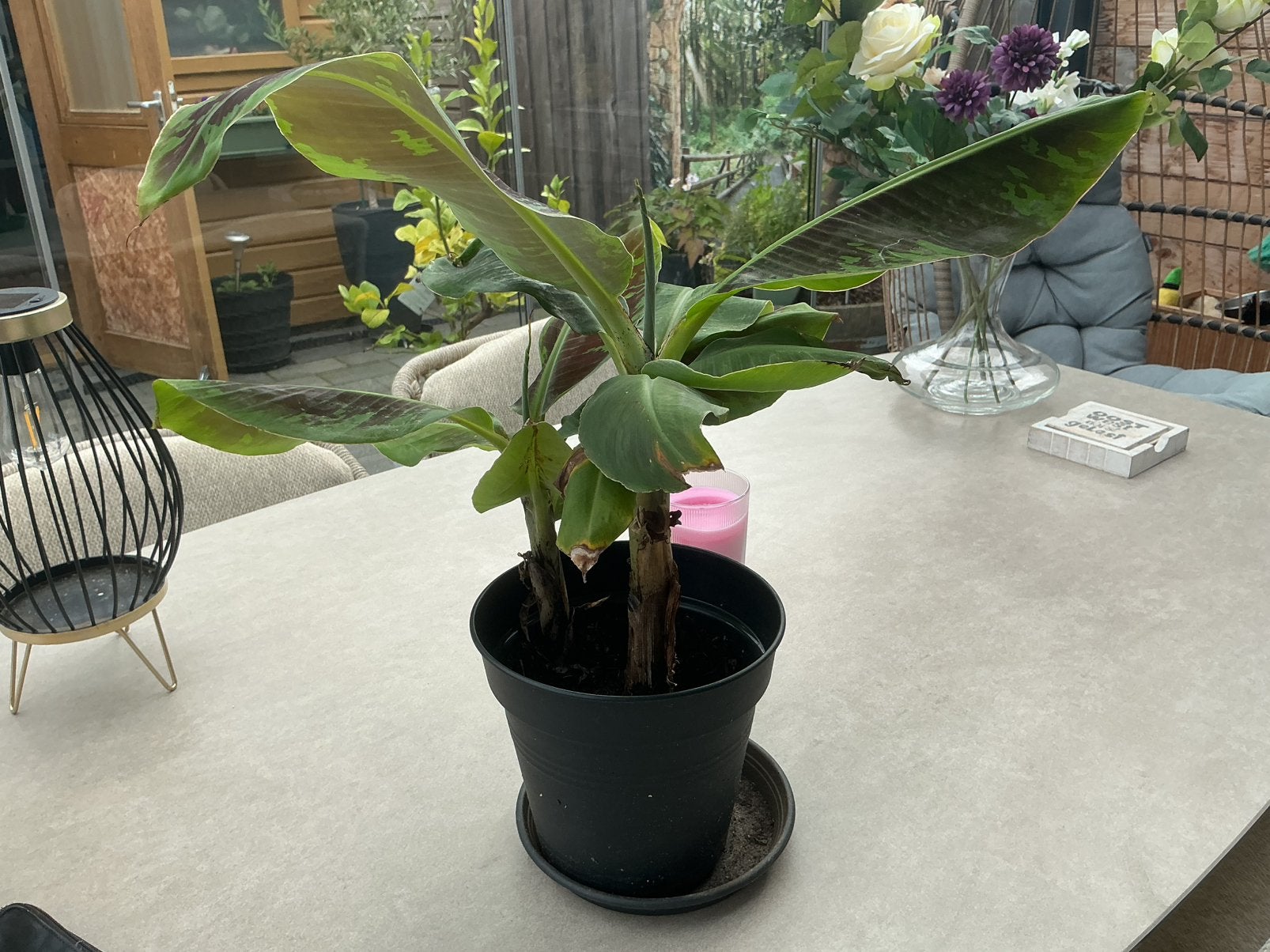 Bananenplant, Ophalen, Overige soorten, Volle zon