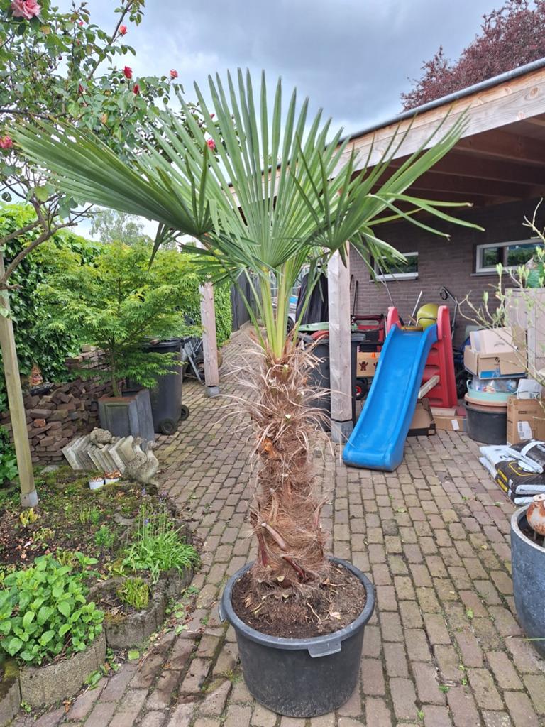 Palm 2mtr, Volle zon, Ophalen of Verzenden, 100 tot 250 cm, Zomer