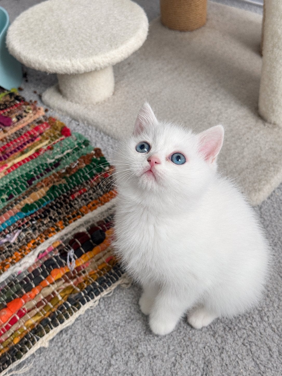 Britse korthaar kittens, Dieren en Toebehoren, Meerdere dieren, Ontwormd, 0 tot 2 jaar