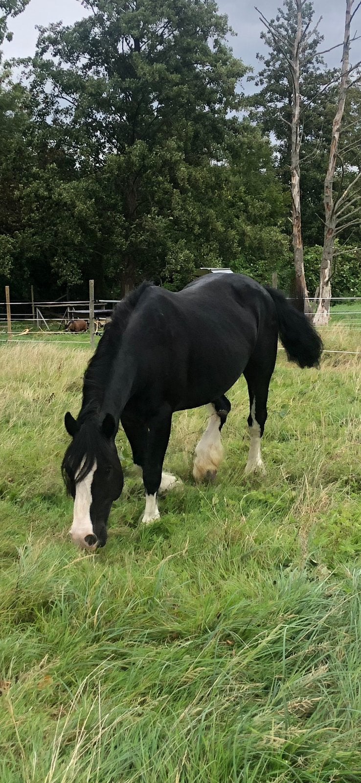 Hele mooie Tinker Merrie te koop, Dieren en Toebehoren, Merrie, Minder dan 160 cm, B, Gechipt
