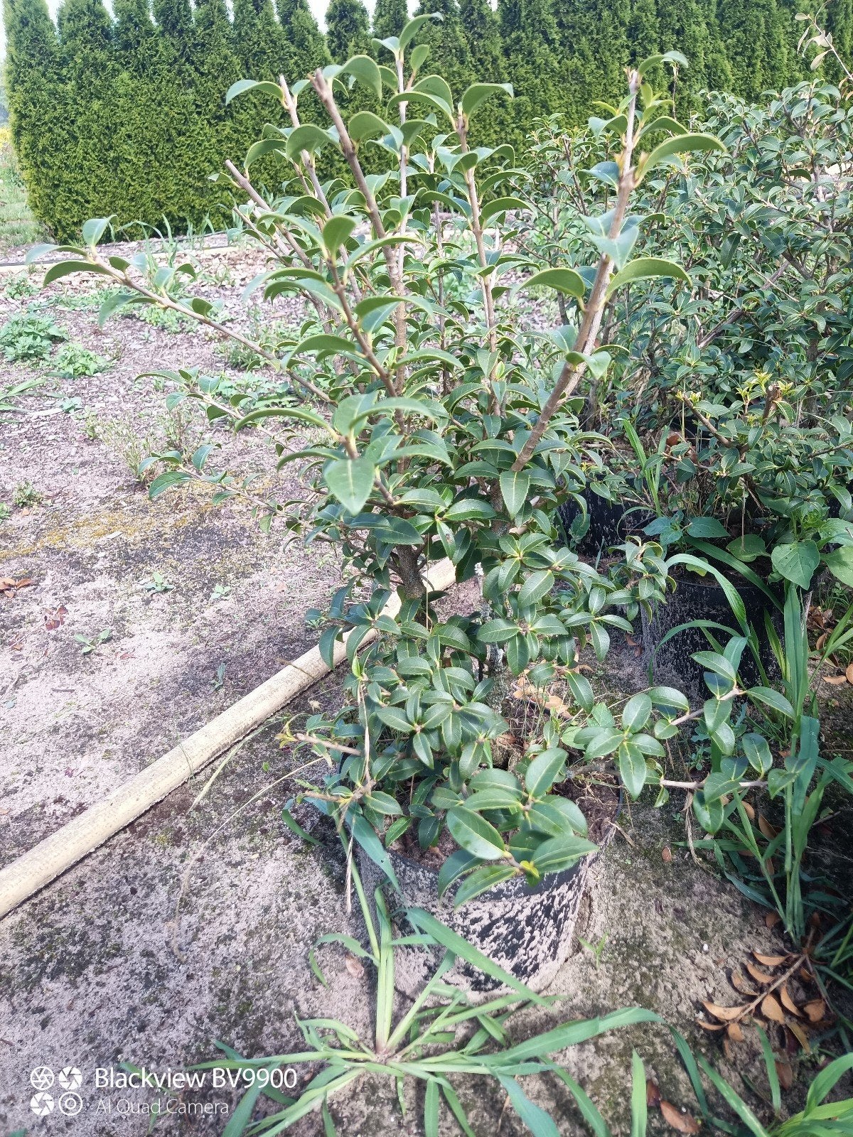 50 Osmanthus burkwoordii schijnhulst 50-60cm in pot struik, Tuin en Terras, Ophalen of Verzenden, Overige soorten, Struik, Minder dan 100 cm