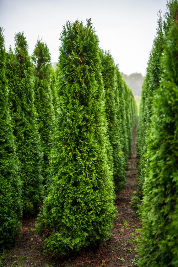 Thuja occidentalis Smaragd 225-250 Kluit AANBIEDING., Ophalen, Conifeer, Haag, 100 tot 250 cm