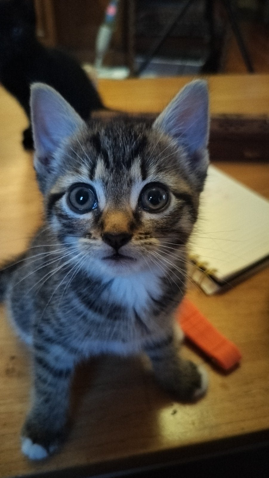 Twee kittens ter overname (alleen samen), Dieren en Toebehoren, Meerdere dieren, Kortharig, 0 tot 2 jaar