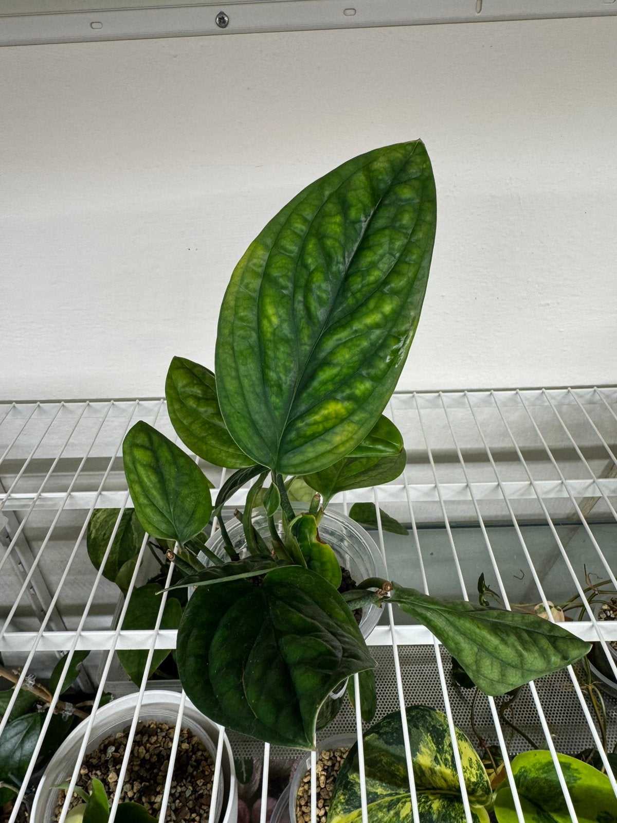 Monstera Karstenianum (reverted) variegata stekken, Ophalen, Halfschaduw, Minder dan 100 cm