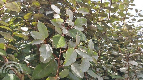 HAAG Elaeagnus ebbingei Compacta Olijfwilg zeewind-droogte++, Overige soorten, Vaste plant, Verzenden, Halfschaduw