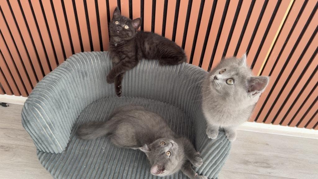 Britse korthaar kittens, Dieren en Toebehoren, Katten en Kittens | Raskatten | Korthaar, Meerdere dieren, Ontwormd, Ingeënt