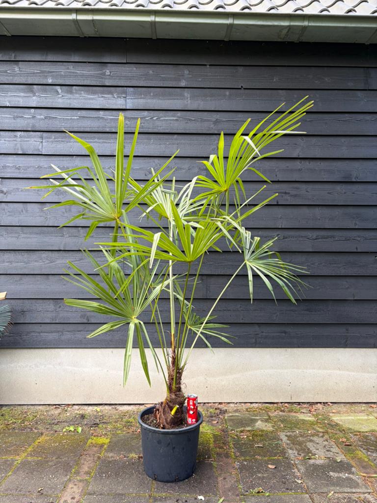 Trachycarpus Fortunei winterharde palmboom, Tuin en Terras, Planten | Bomen, 100 tot 250 cm, Zomer, Palmboom, Ophalen