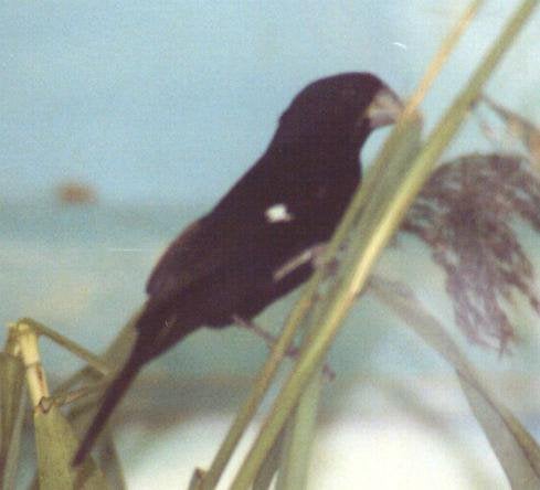 Twatwa Vol Sipa 2026 jongman, Dieren en Toebehoren, Mannelijk, Wildzangvogel, Geringd