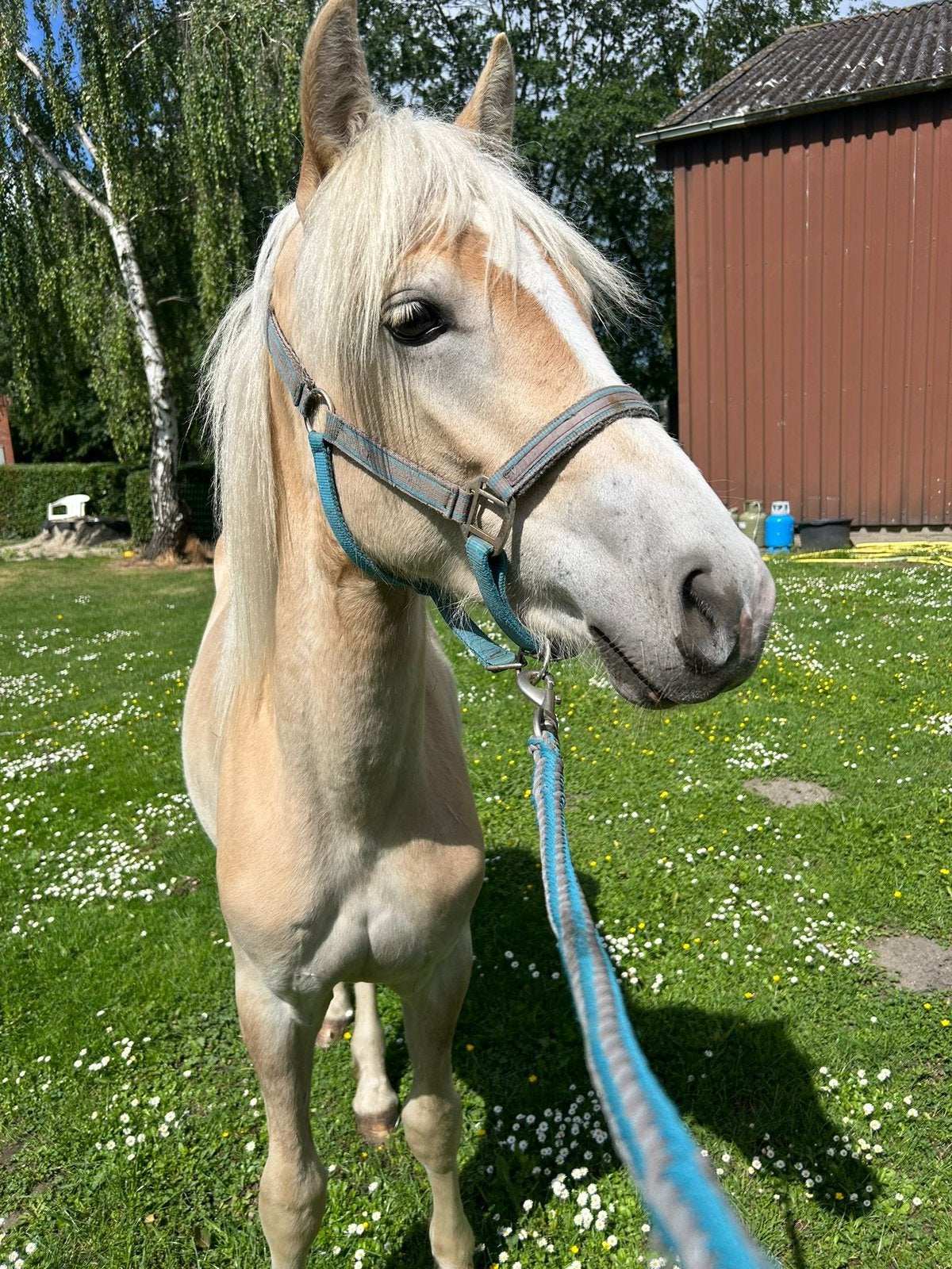 Te koop jaarling hengst veulen haflinger, Dieren en Toebehoren, Pony's, E pony (1.48m - 1.57m), Met stamboom, Niet van toepassing