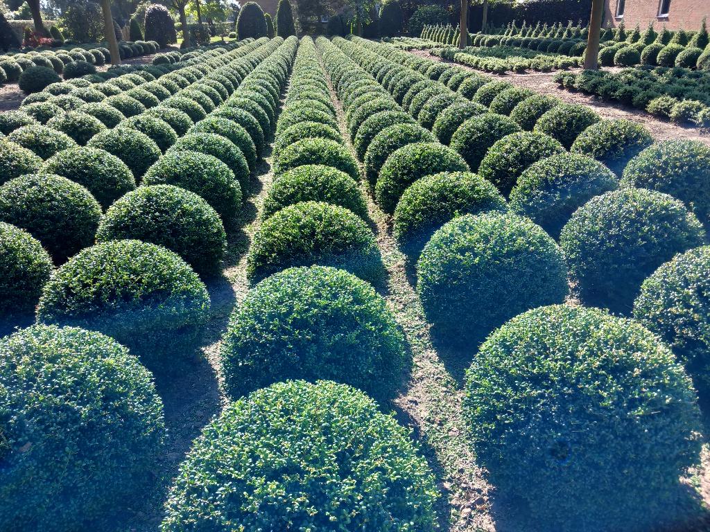 ilex, Ophalen, Hulst, Minder dan 100 cm