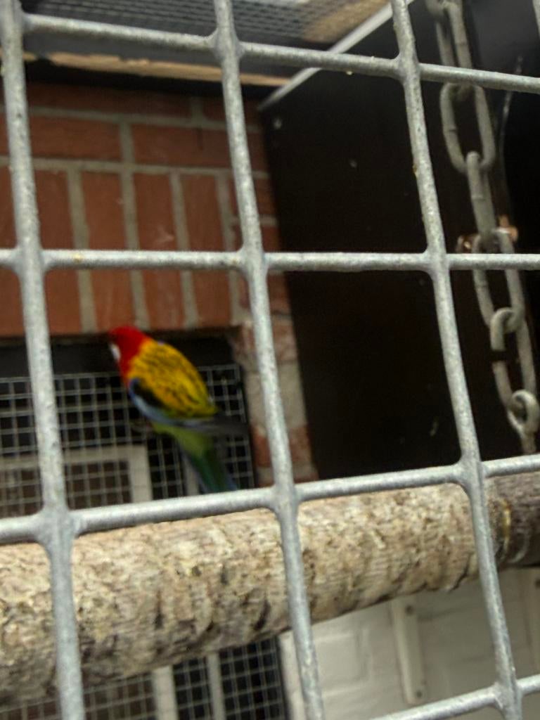 Rosella's, Dieren en Toebehoren, Meerdere dieren, Parkiet
