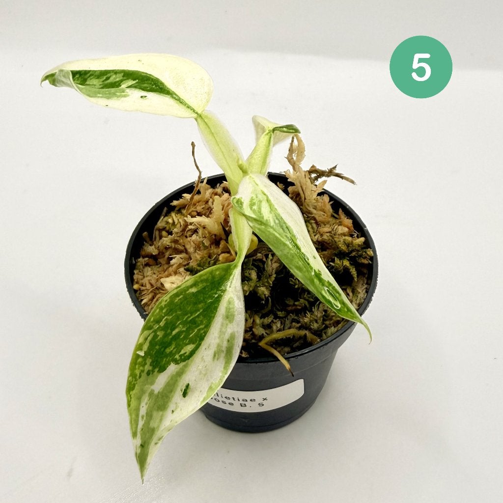 Philodendron Billietiae x José Buono Variegated, Huis en Inrichting, Kamerplanten, Verzenden, Halfschaduw, Minder dan 100 cm