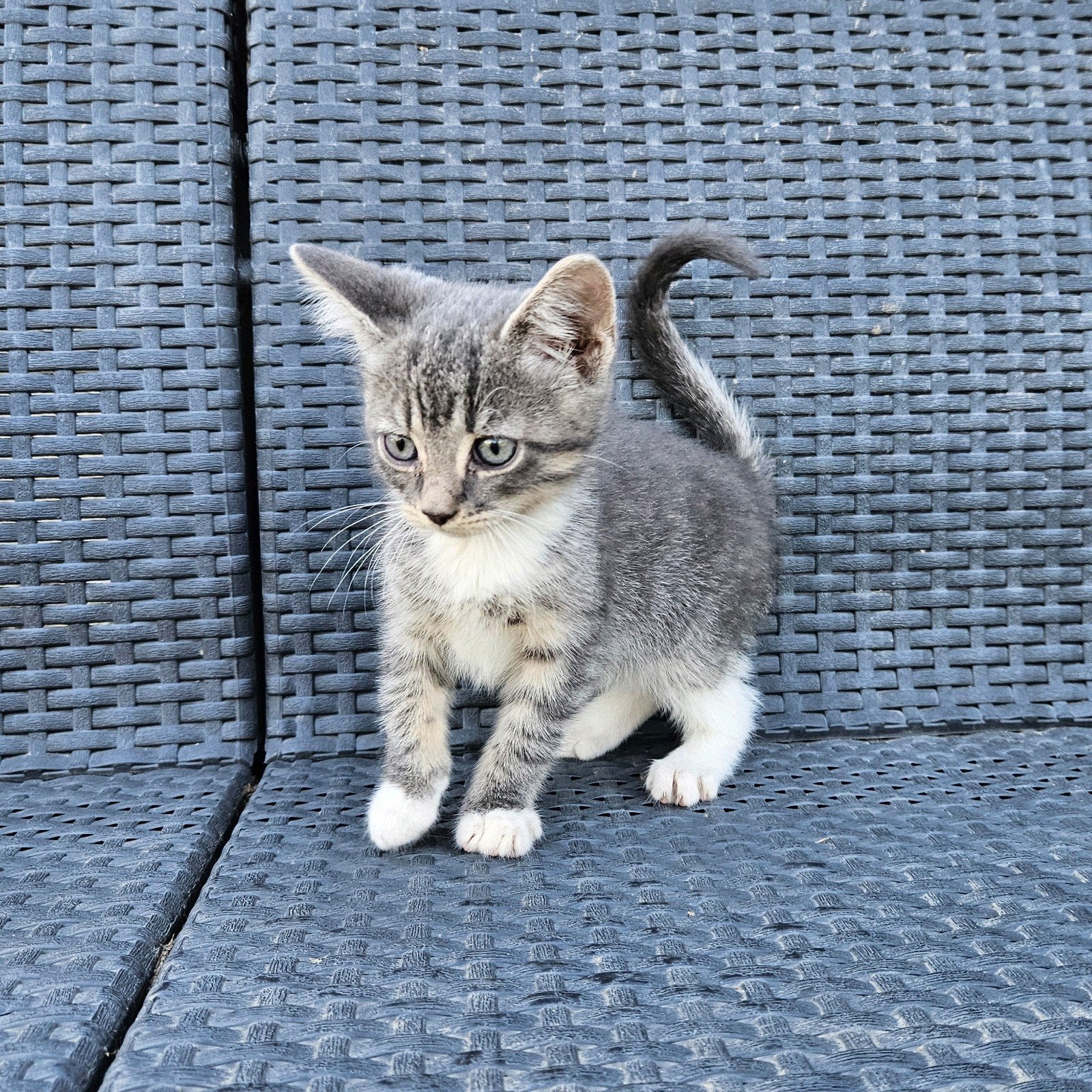 Prachtige jonge kittens (Britse Korthaar), Dieren en Toebehoren, Meerdere dieren, Ontwormd, 0 tot 2 jaar