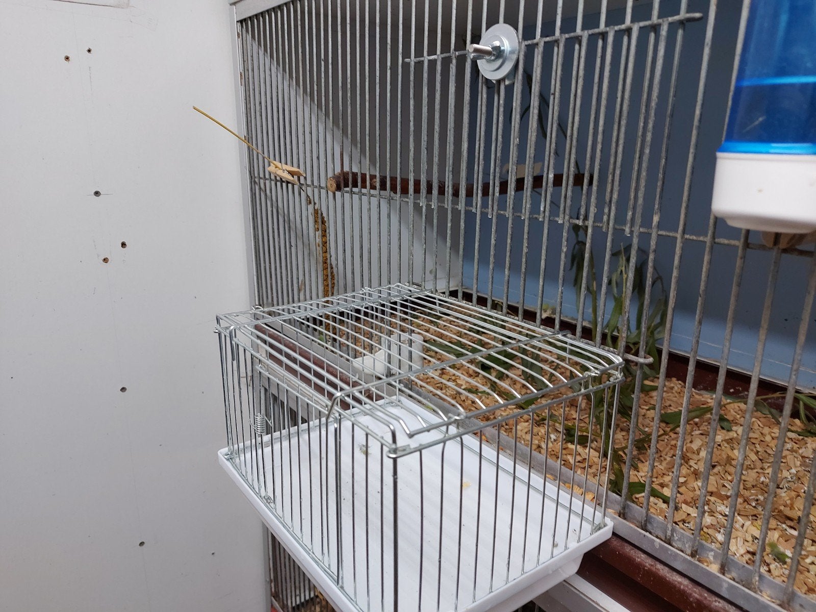 Babykooitjes (gras)parkieten., Dieren en Toebehoren, Ophalen, Zo goed als nieuw, Overige materialen, Broedkooi of Kweekkooi