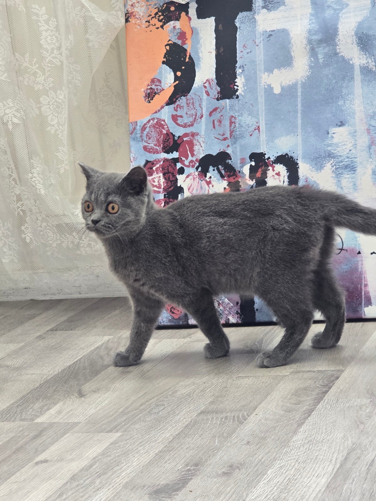 Britse korthaar poesje 4 manden oud, Poes