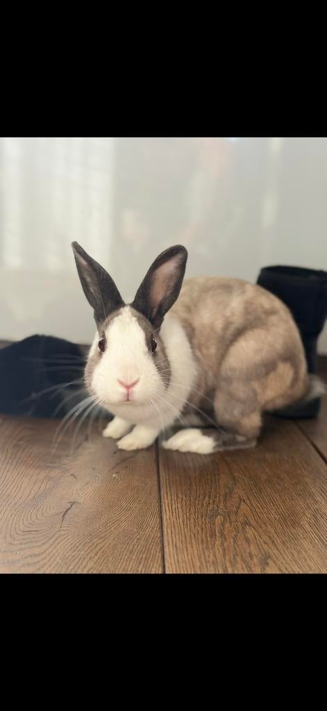 Konijn, Mannelijk, Middelgroot, 0 tot 2 jaar