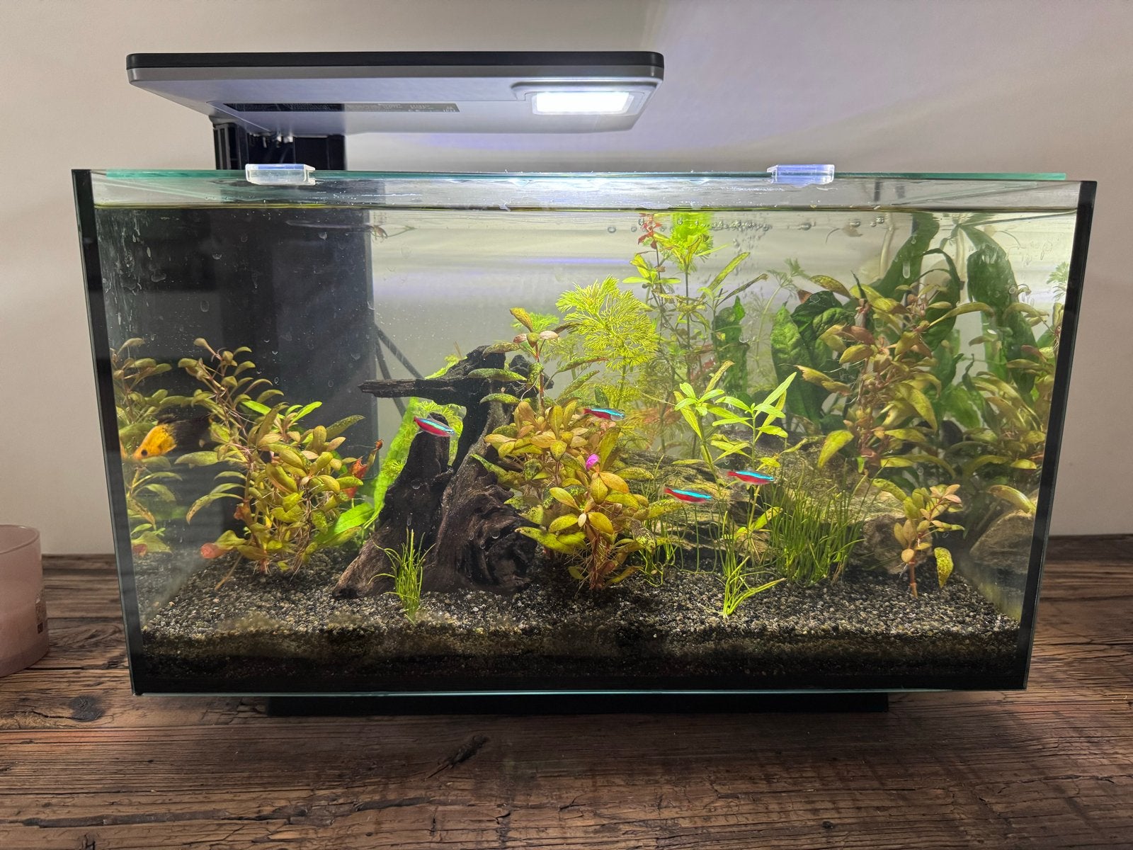 **Superfish aquarium compleet met vissen en accessoires**, Ophalen, Zo goed als nieuw, Gevuld zoetwateraquarium