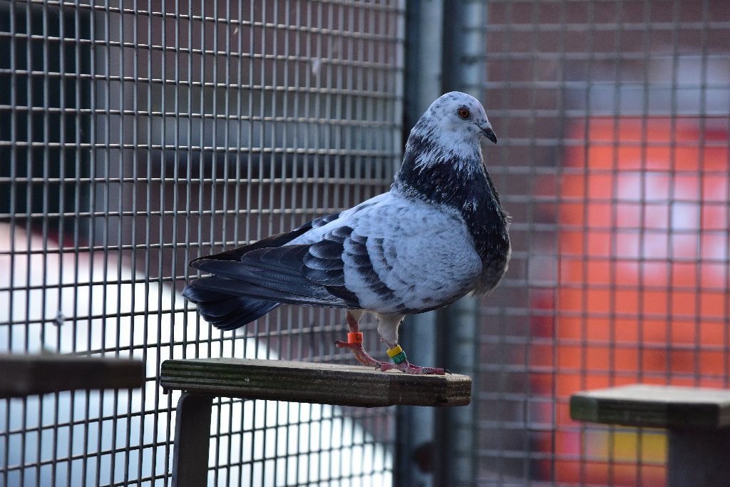 murciano kroppers, Meerdere dieren, Kropper