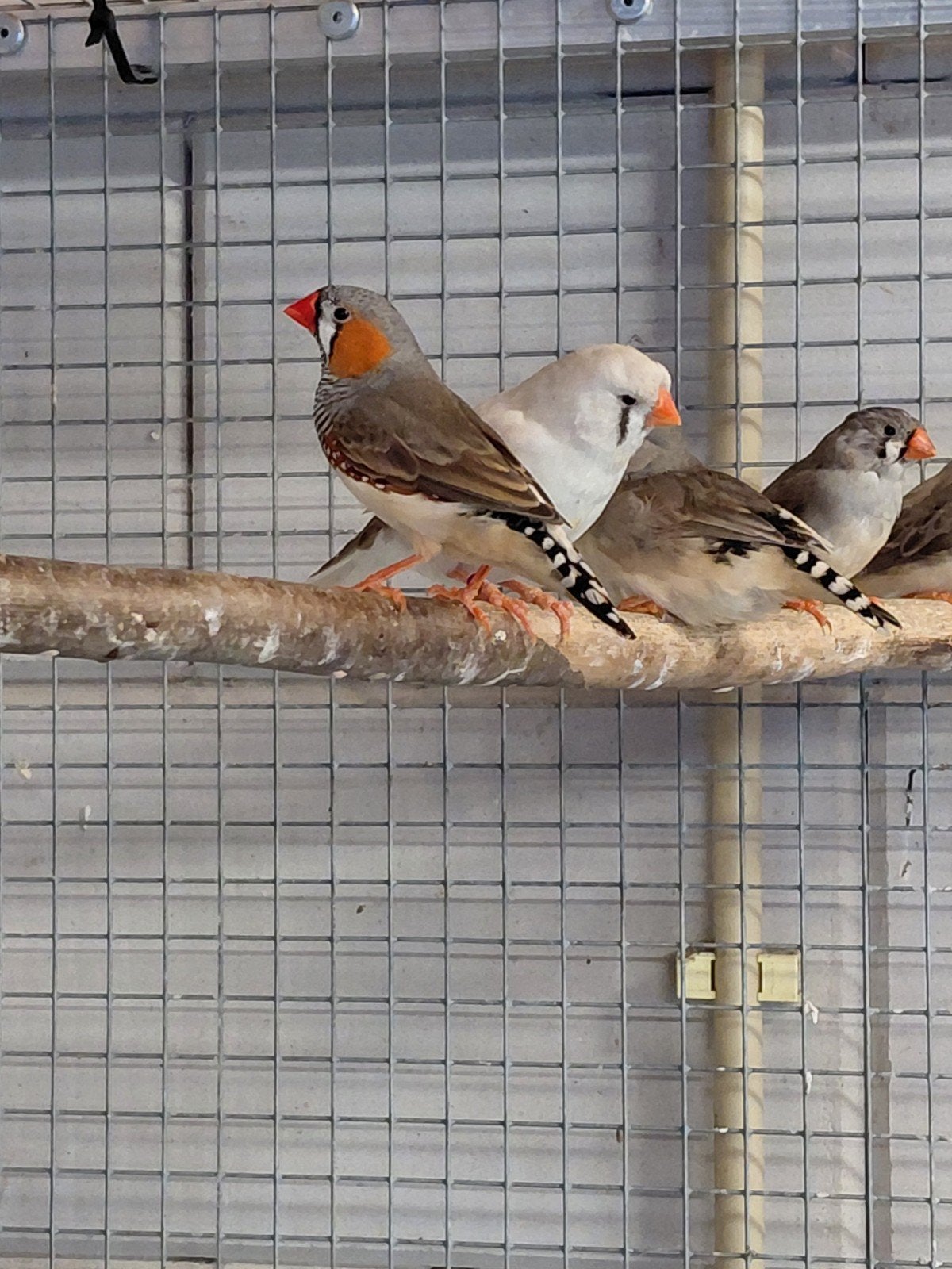 Koppel zebravinken, Meerdere dieren, Tropenvogel, Geringd