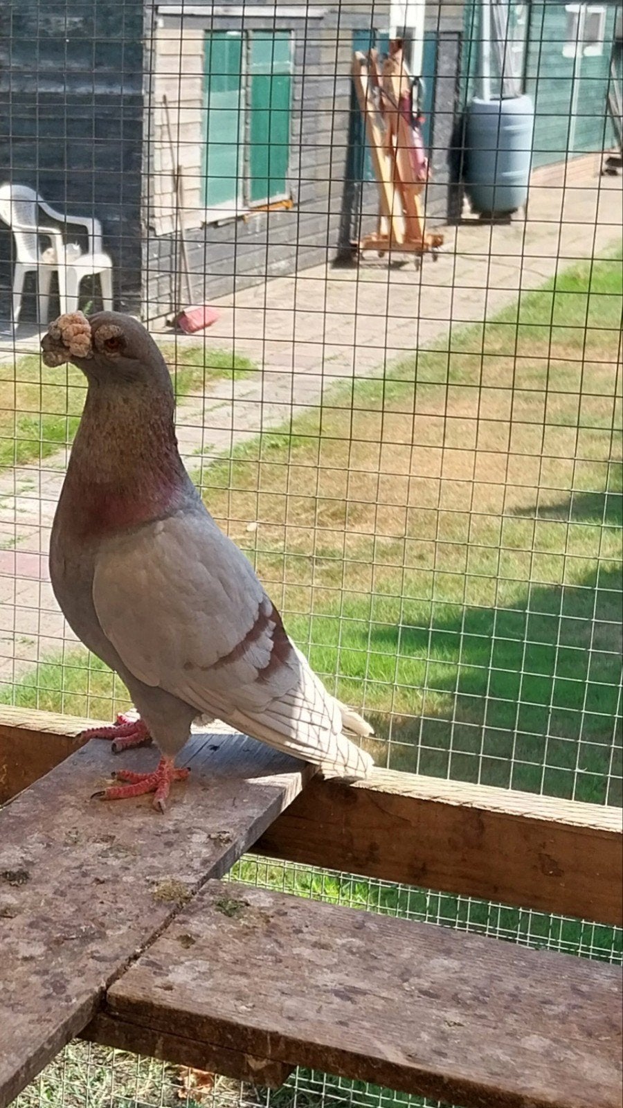 Dragoon  zeldzaam kweekkoppel, Dieren en Toebehoren, Vogels | Duiven, Overige soorten, Meerdere dieren